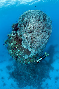 Coral Tower von Norbert Probst