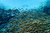 Coral Reef with Fusiliers von Norbert Probst