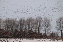 Flug der Wildgänse - Flight of the Wild Geese by ropo13