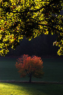 Herbstlandschaft von Wolfgang Dufner