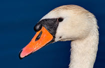 Swan Up Close by Keld Bach