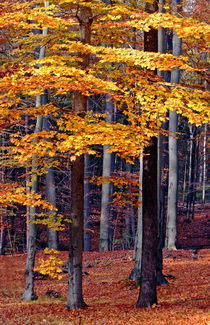 Farben des Herbstes by Wolfgang Dufner