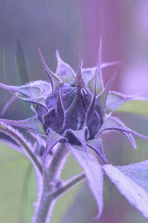 SUNFLOWER von Ivonne Wentzler