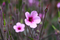 Geranium maderensis by Ralph Patzel