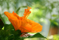 Hibiskusbluete von Ralph Patzel