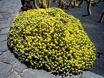 Kaktusblüten im Garten - Jardín de Cactus   von Ulrike Kröll