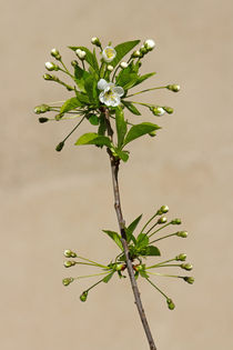 Kirschblüte von Ralph Patzel