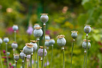 Mohn von Ralph Patzel