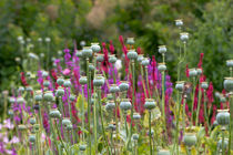 Bunte Wiese von Ralph Patzel