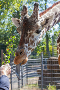 Really long tongue by safaribears