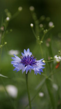 Der Tanz der Flockenblume von Sylvia Raetsch