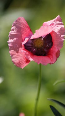 Mohn im Wind von Sylvia Raetsch