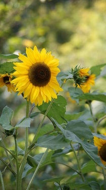 Der Gruß der Sonnenblume von Sylvia Raetsch