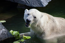 Polar Bear von safaribears