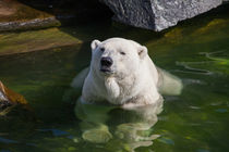 Polar Bear von safaribears