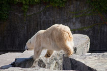 Polar Bear von safaribears