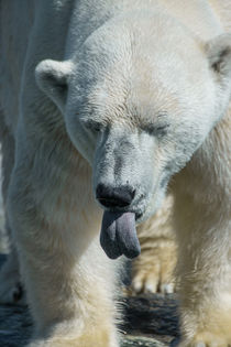 Polar Bear von safaribears