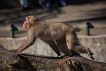 Japanese Macaque by safaribears