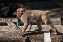 Japanese Macaque by safaribears