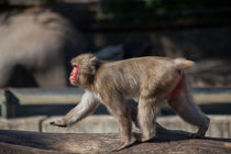 Japanese Macaque von safaribears