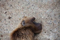 Resting Gelada von safaribears