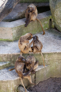 Gelada - The beauty parlour by safaribears