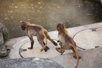 Gelada - Catch me if you can von safaribears