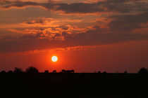 Abends am Deich - Evening on the dike by ropo13