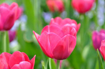 Tulpen by markus-photo