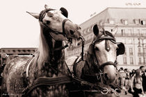 Performing Horses von mosfotostudio