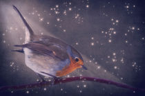 The little robin at the night by AD DESIGN Photo + PhotoArt