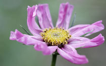 pinke Blüte von jaybe