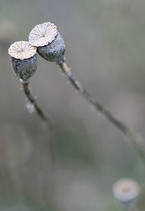 Mohnblüten von jaybe