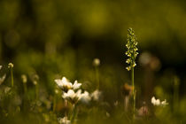 Swedish Lapland #10 von Nicklas Wijkmark