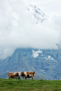 Schweizer Kühe von Bettina Schnittert
