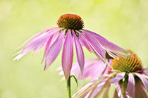 My summer garden by AD DESIGN Photo + PhotoArt