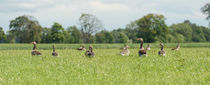 Greylag geese von Lars Hallstrom