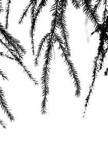 Silhouette of Fir von Lars Hallstrom