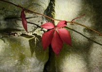 wall autumn by Franziska Rullert