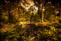 The Bridge in the Rambles by Chris Lord