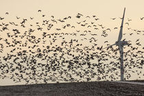 Nonnengänse und Windkraft - Barnacle Geese and wind power by ropo13