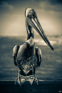 Plump Peter Pelican's Pier Photo Pose by Chris Lord