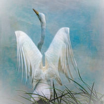Angelic Egret  von Chris Lord