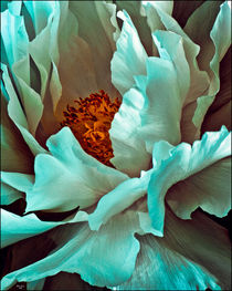 Peony Petals von Chris Lord