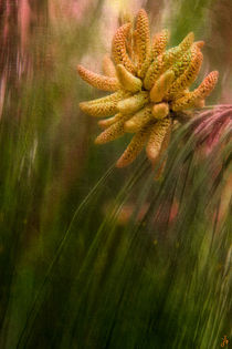 The Pines of Spring von Chris Lord