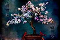 SAKURA BONSAI by Chris Lord