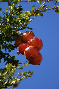 Granatäpfel am Baum von magdeburgerin
