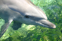 Smiling Dolphin by Mike Greenslade