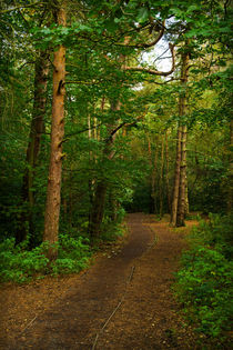 Woodland Walk von Colin Metcalf