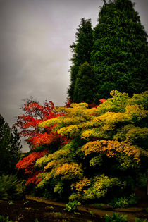 Autumn Colour at Harlow Carr von Colin Metcalf